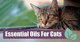 Oils Safely for Cats