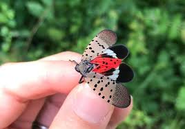 What Are Lanternflies