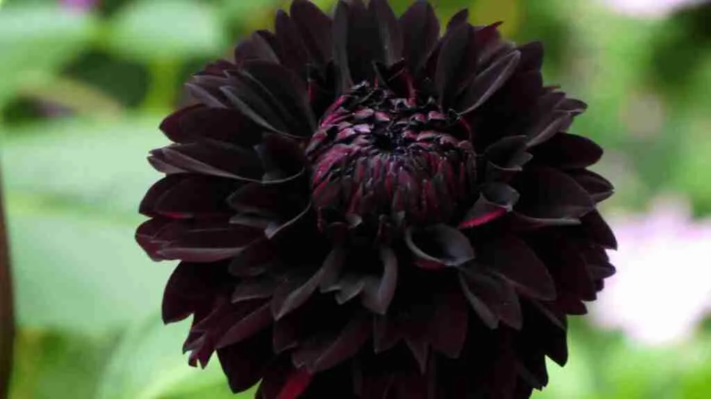 Black Dahlia Flowers