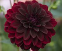 Black Dahlia Flowers