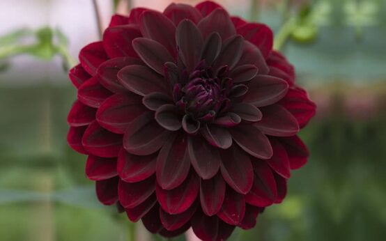 Black Dahlia Flowers