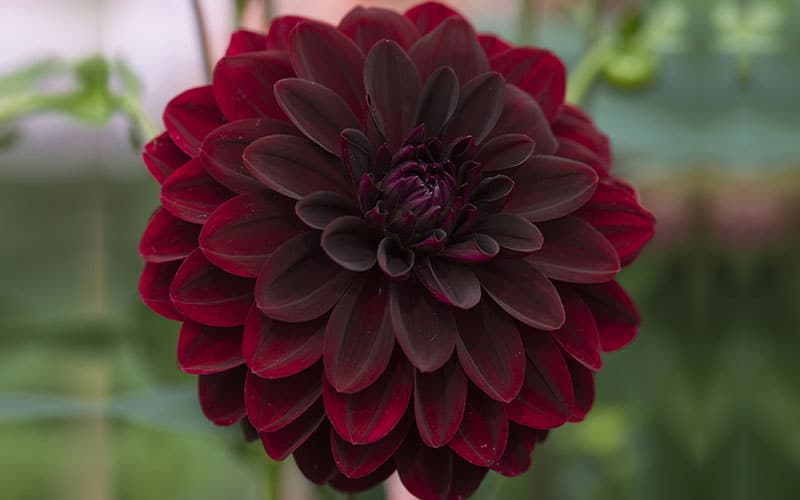 Black Dahlia Flowers