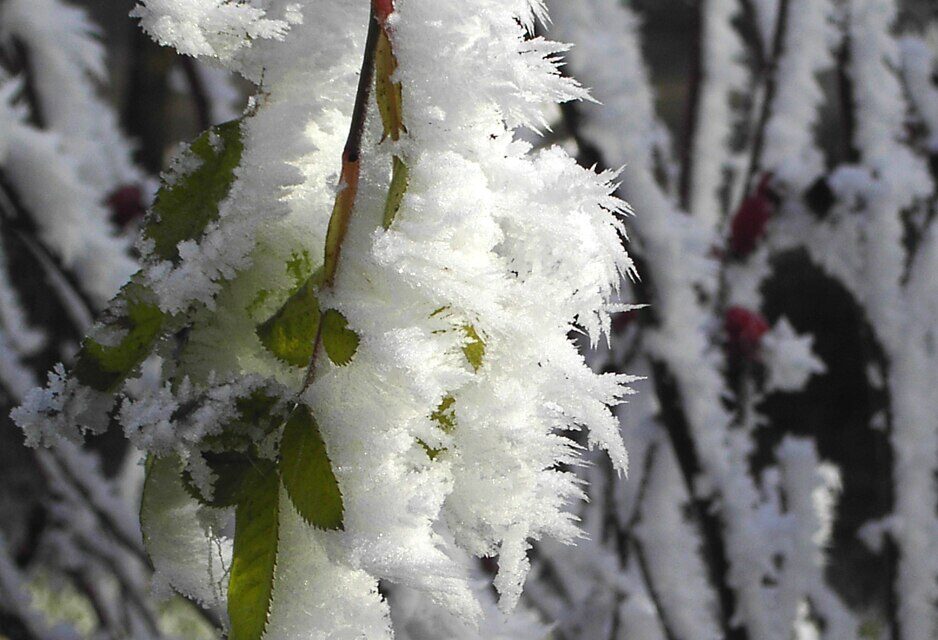 white with frost