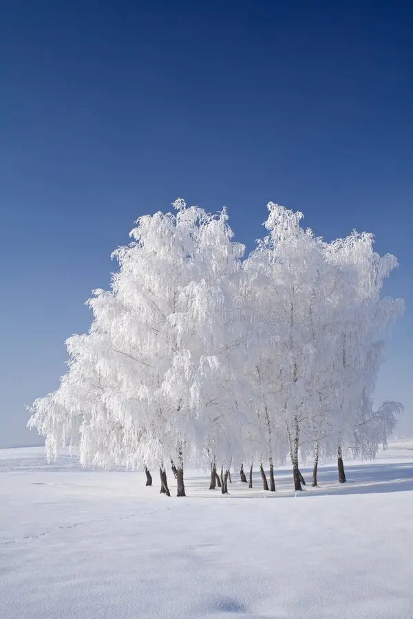 white with frost